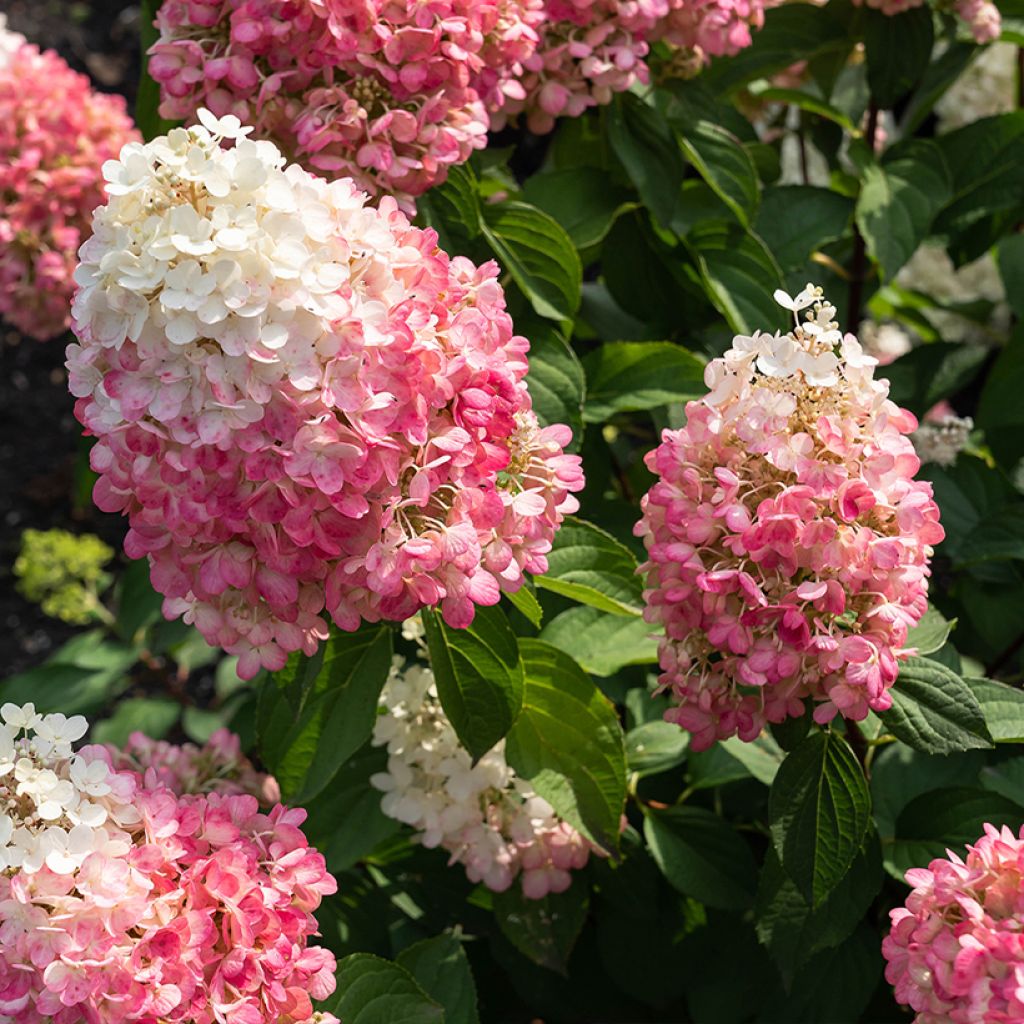 Hydrangea paniculata Living Pinky Promise - Ortensia paniculata