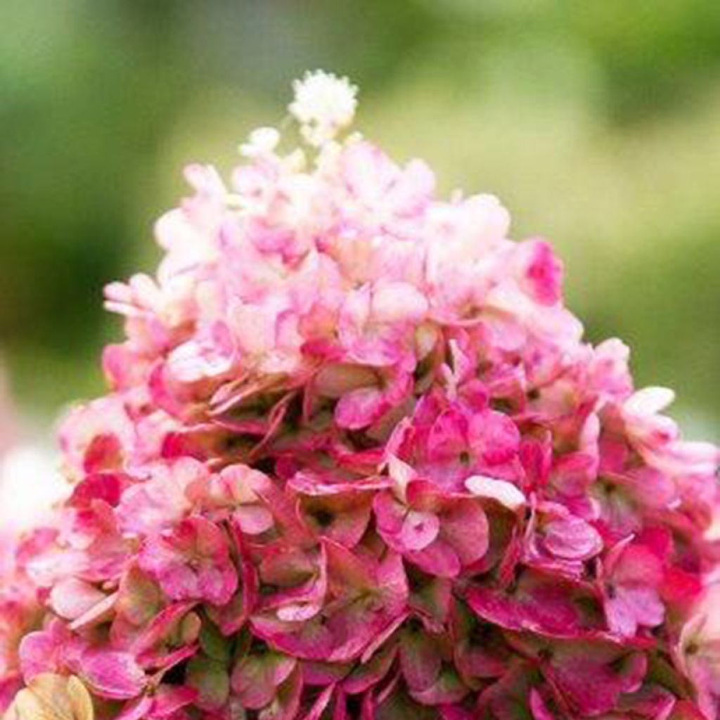 Hydrangea paniculata Living Pinky Promise - Ortensia paniculata