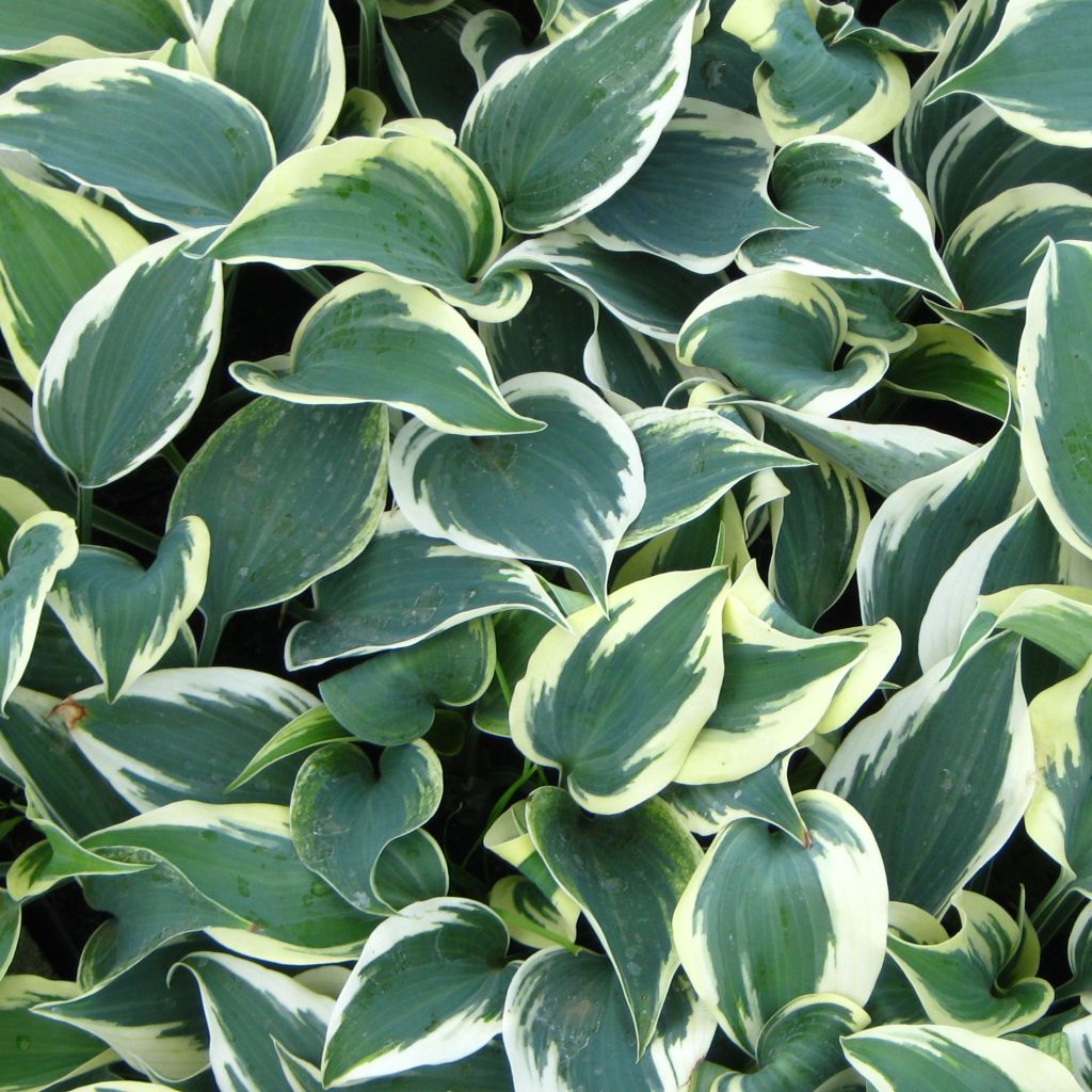 Hosta Blue Ivory - Hosta panaché bleu et ivoire