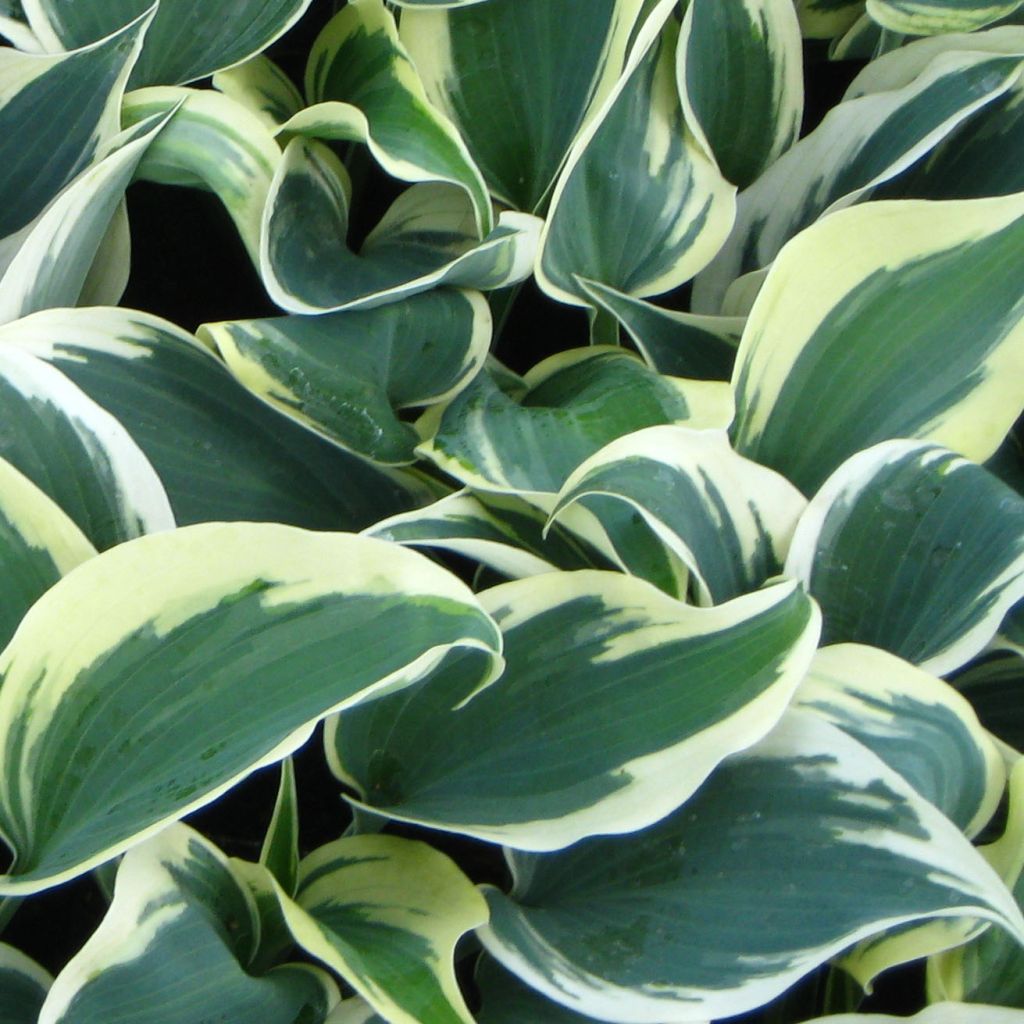 Hosta Blue Ivory - Hosta panaché bleu et ivoire