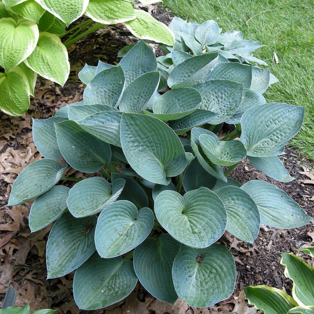 Hosta Blue Vision