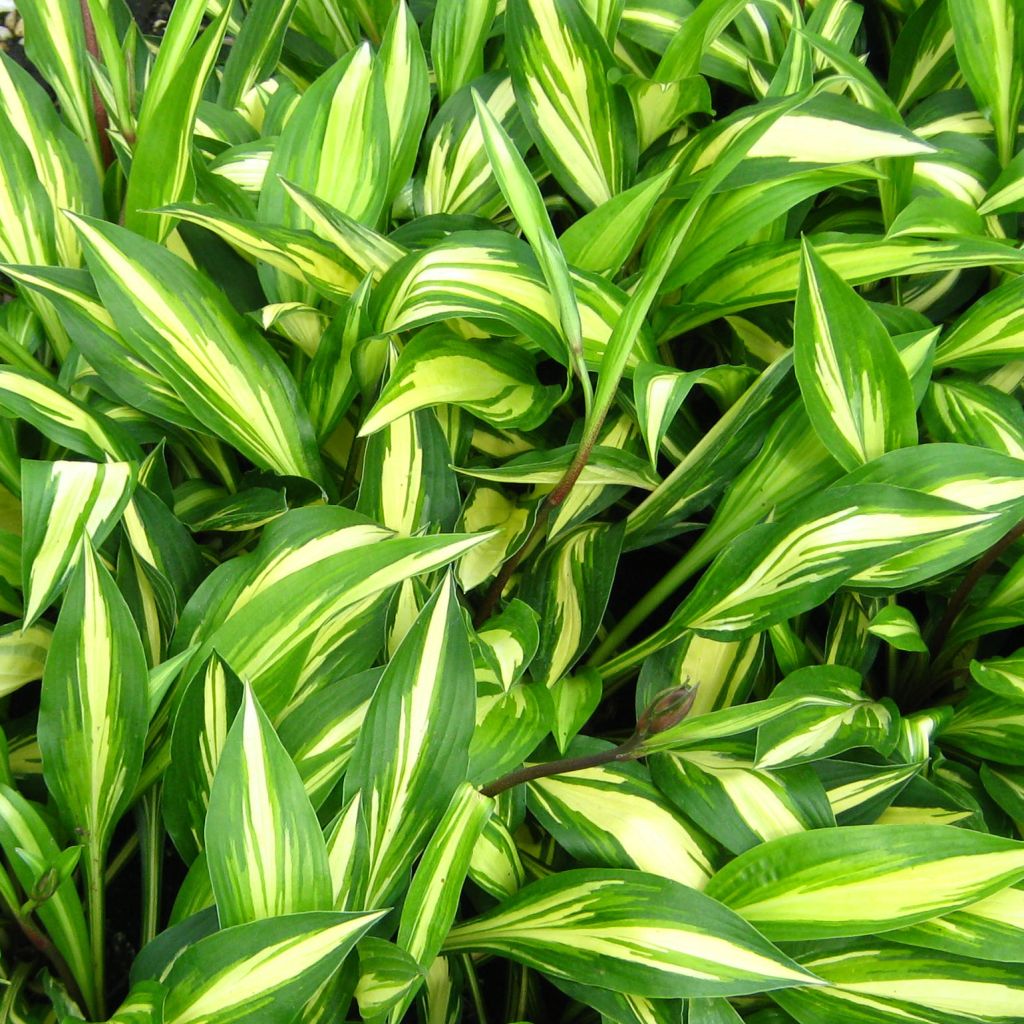 Hosta Cherry Berry - Hosta nain panaché