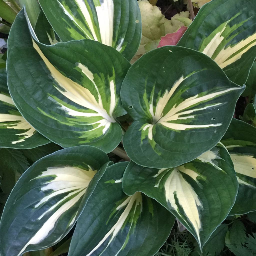 Hosta Clifford's Stingray