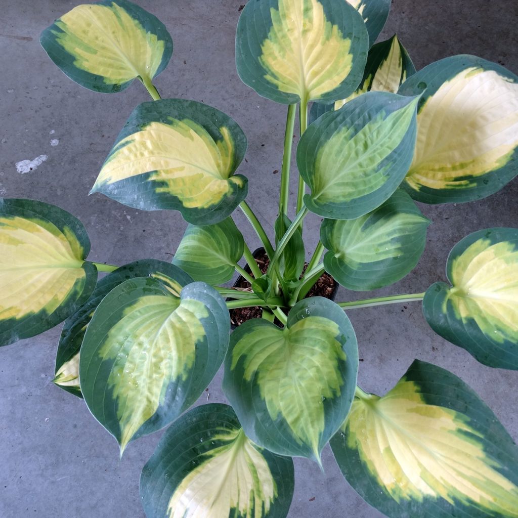 Hosta Forbidden Fruit