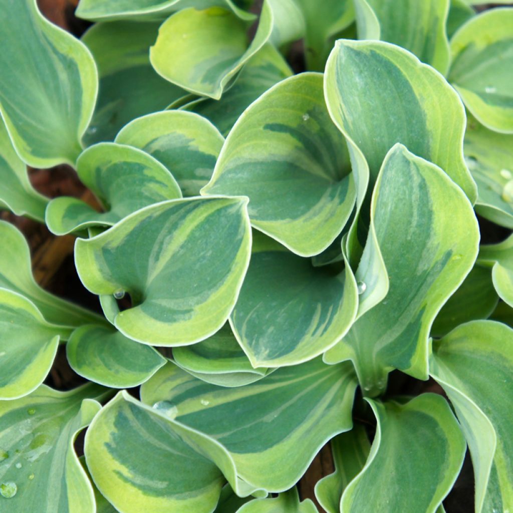 Hosta Frosted Mouse Ears