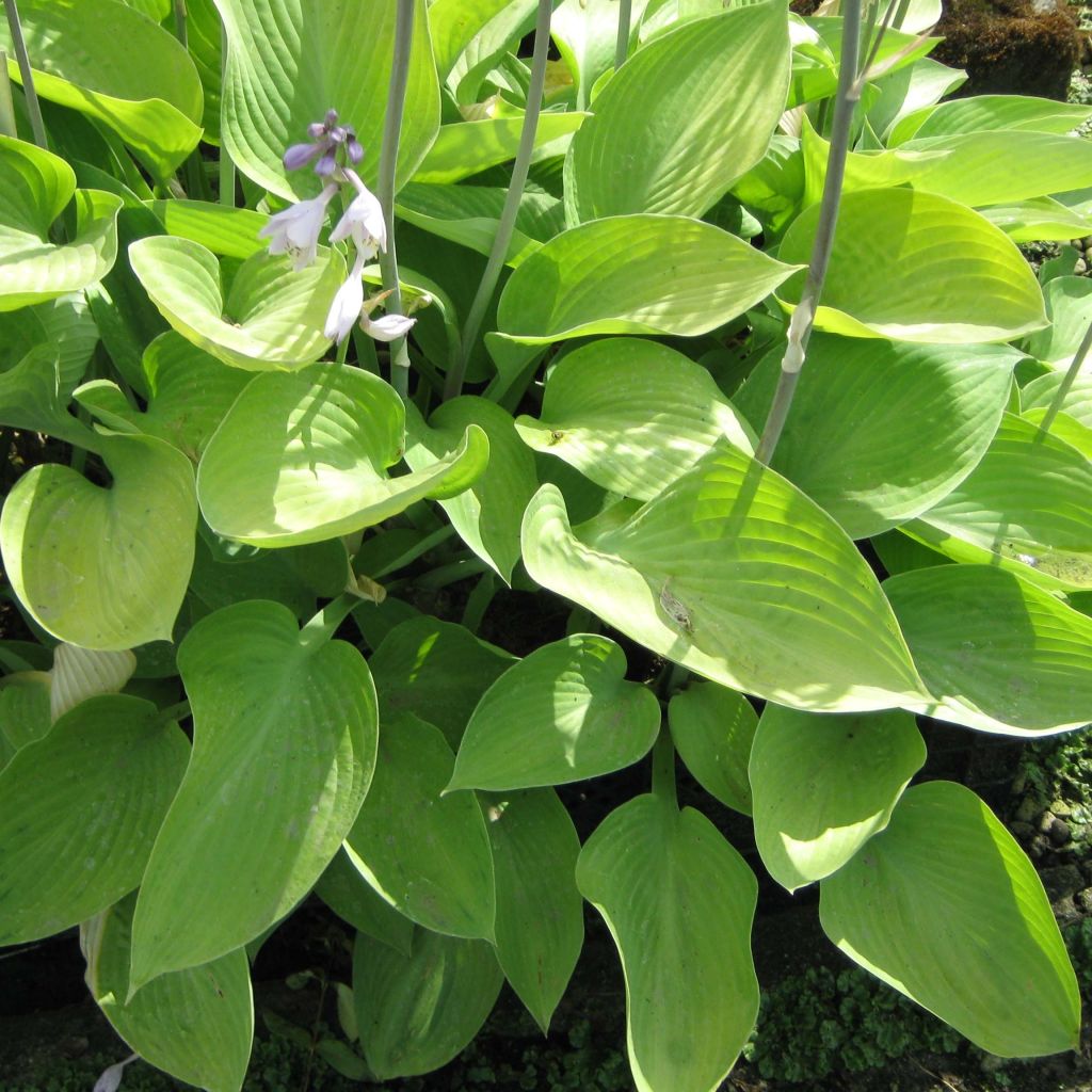 Hosta Gold Regal