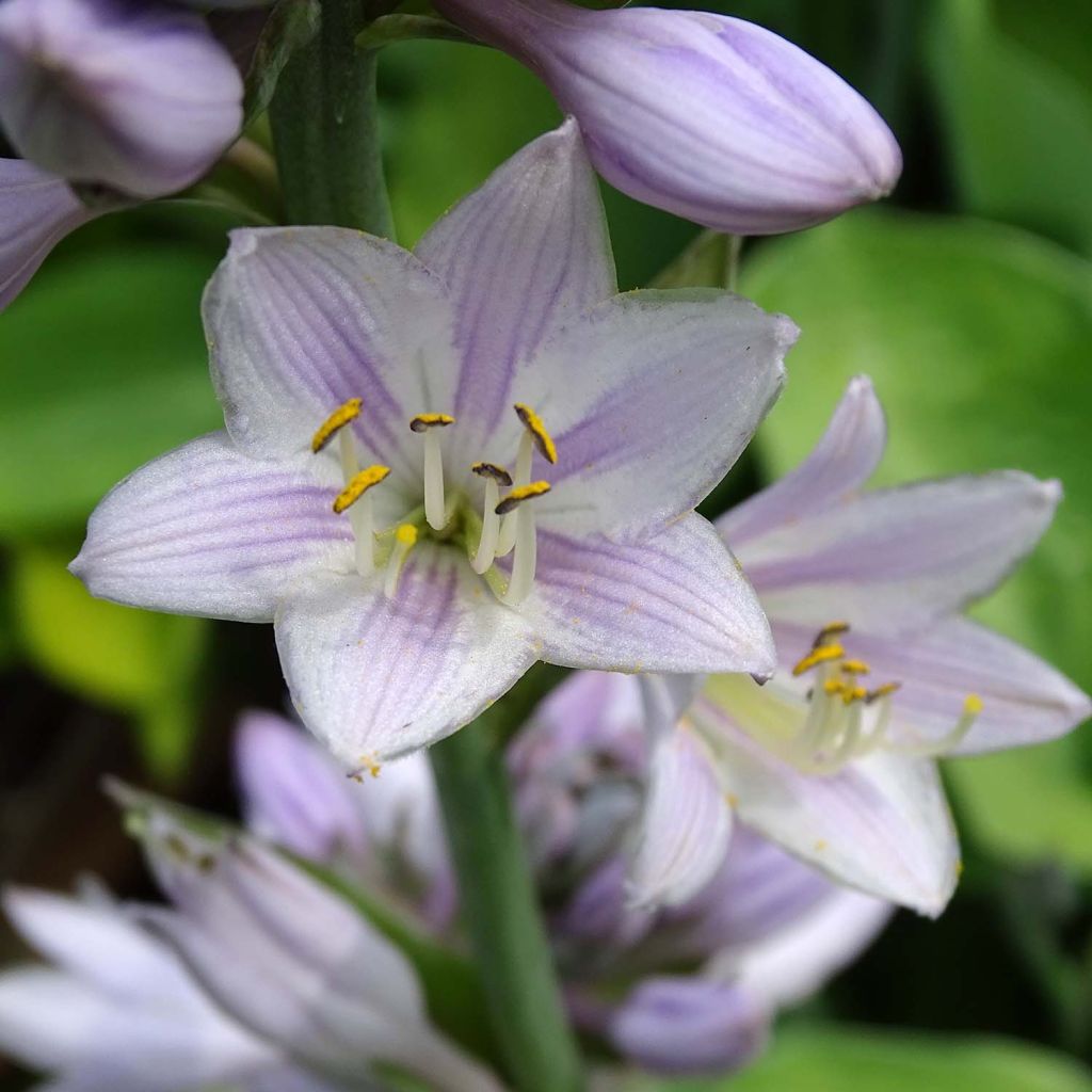 Hosta Gold Regal