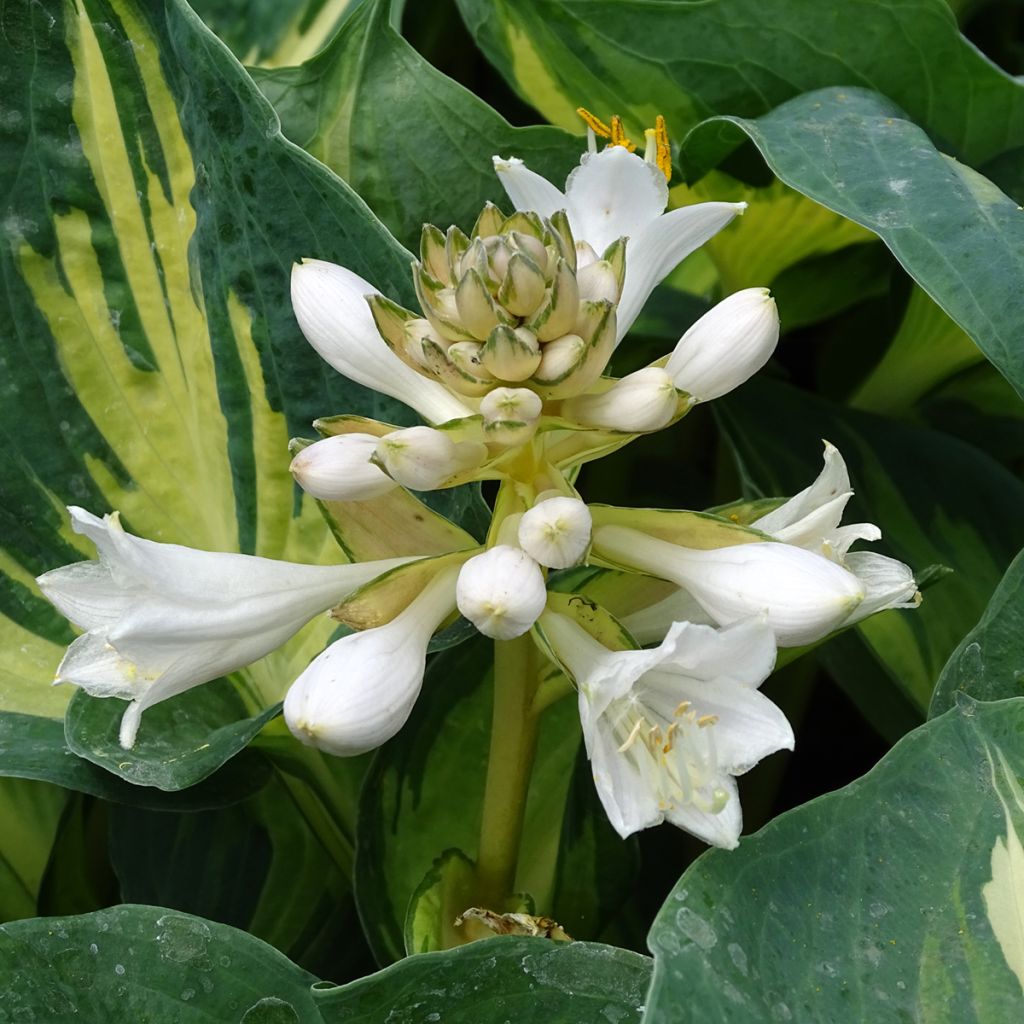 Hosta Great Expectations