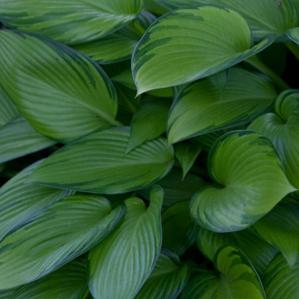 Hosta June Fever