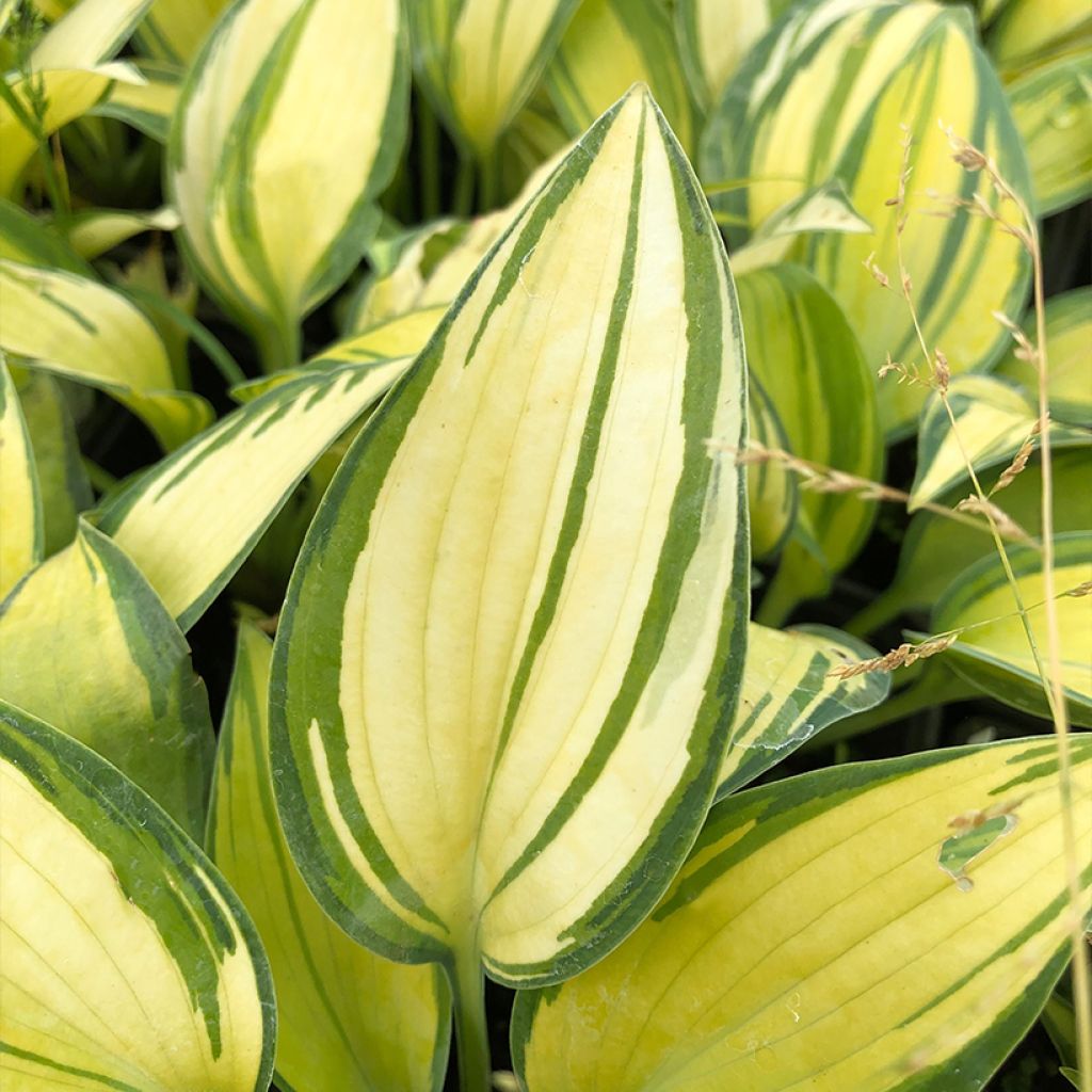 Hosta June