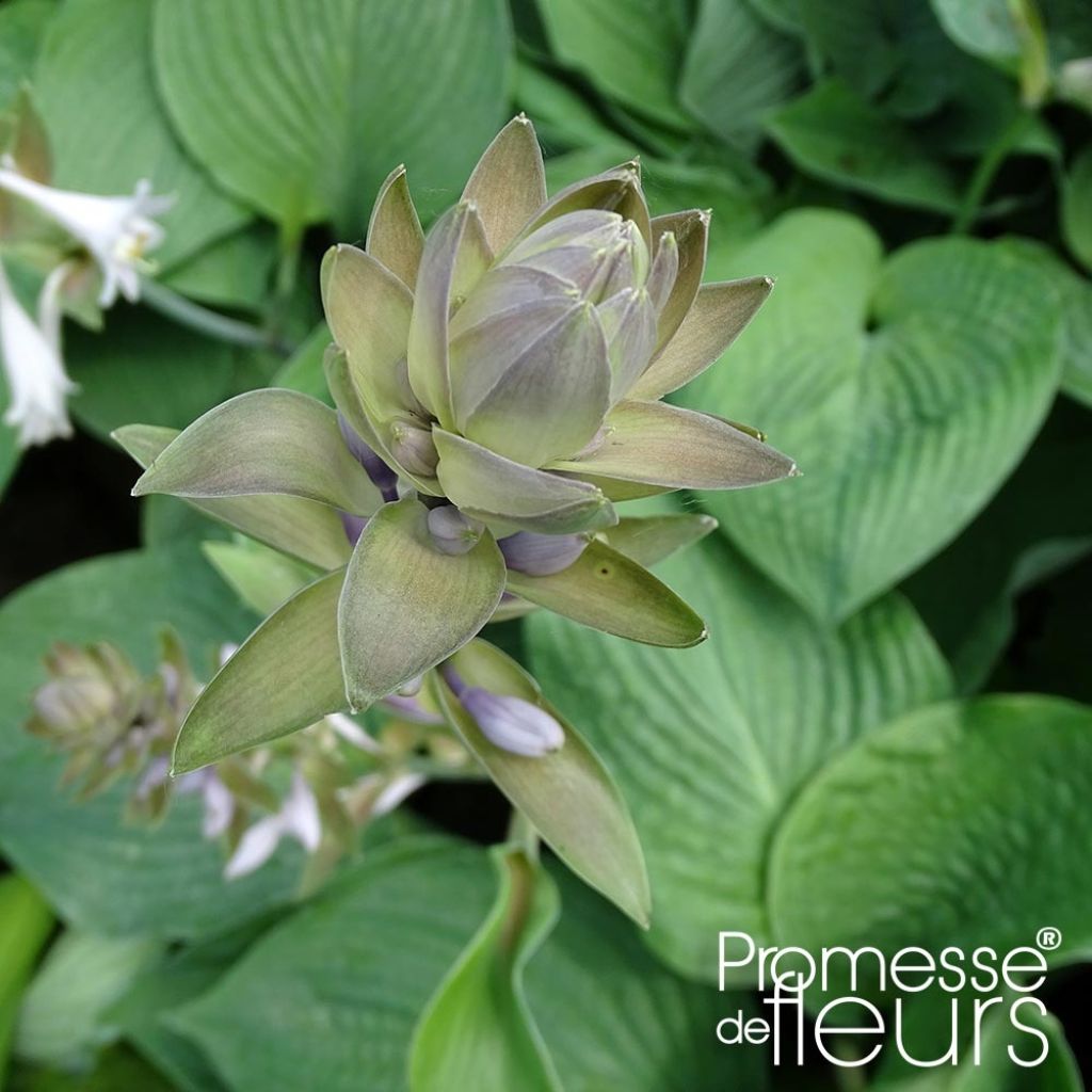 Hosta Jurassic Park