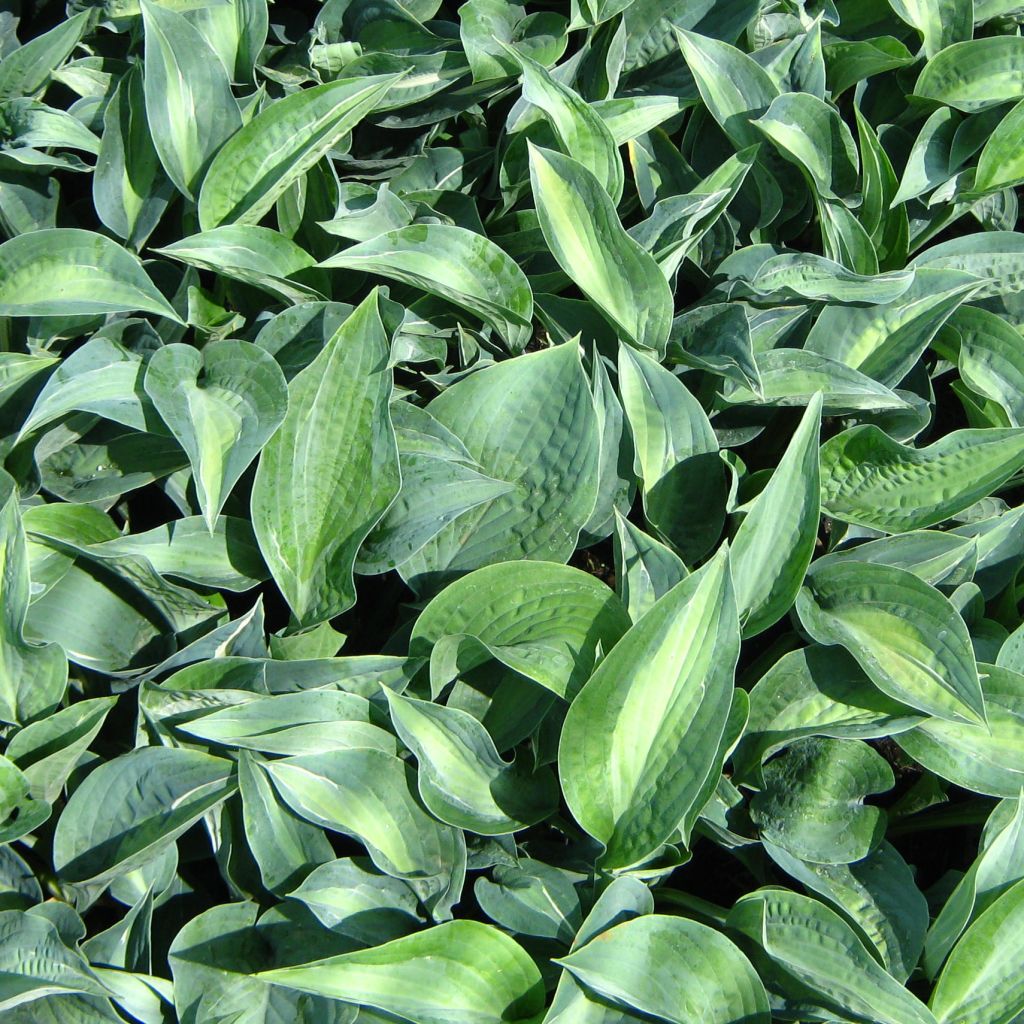 Hosta Kiwi Full Monty - Hosta panaché