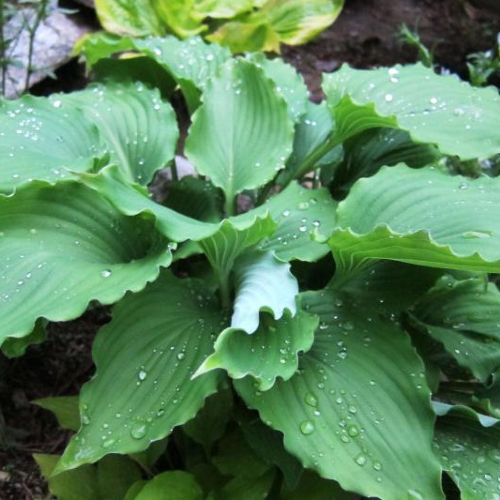 Hosta Marilyn Monroe