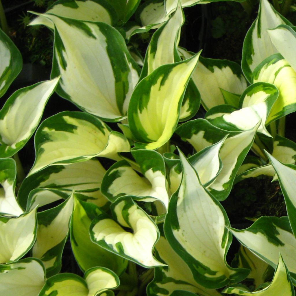 Hosta Morning Light - Hosta panaché