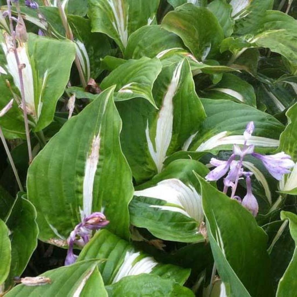 Hosta Night Before Christmas