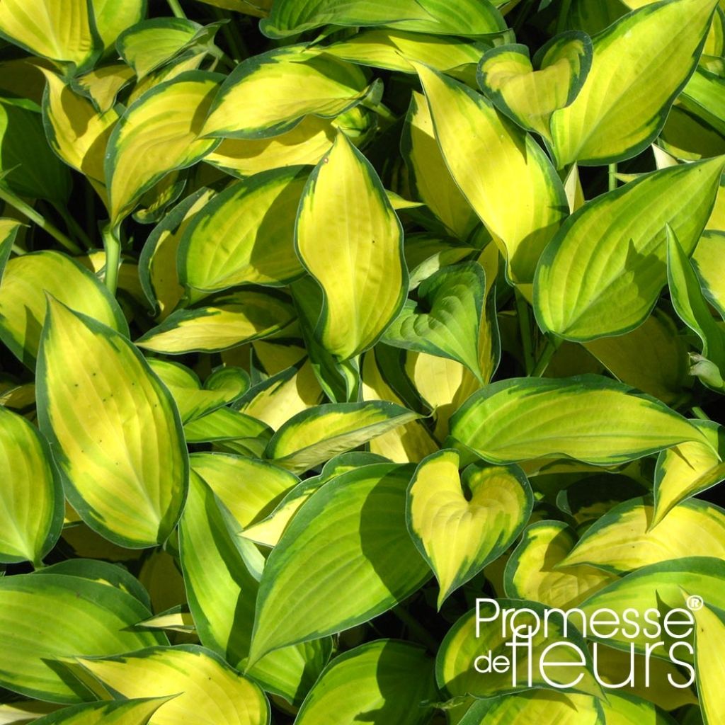 Hosta Orange Marmelade