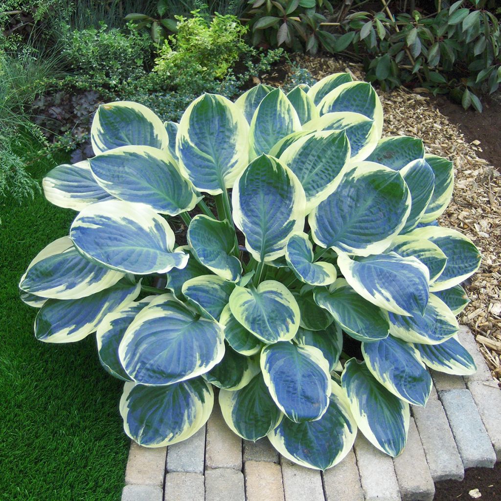 Hosta Orion's Belt