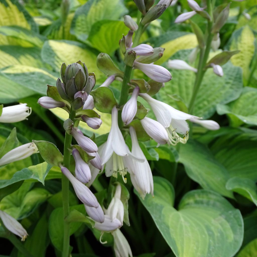 Hosta Paul s Glory