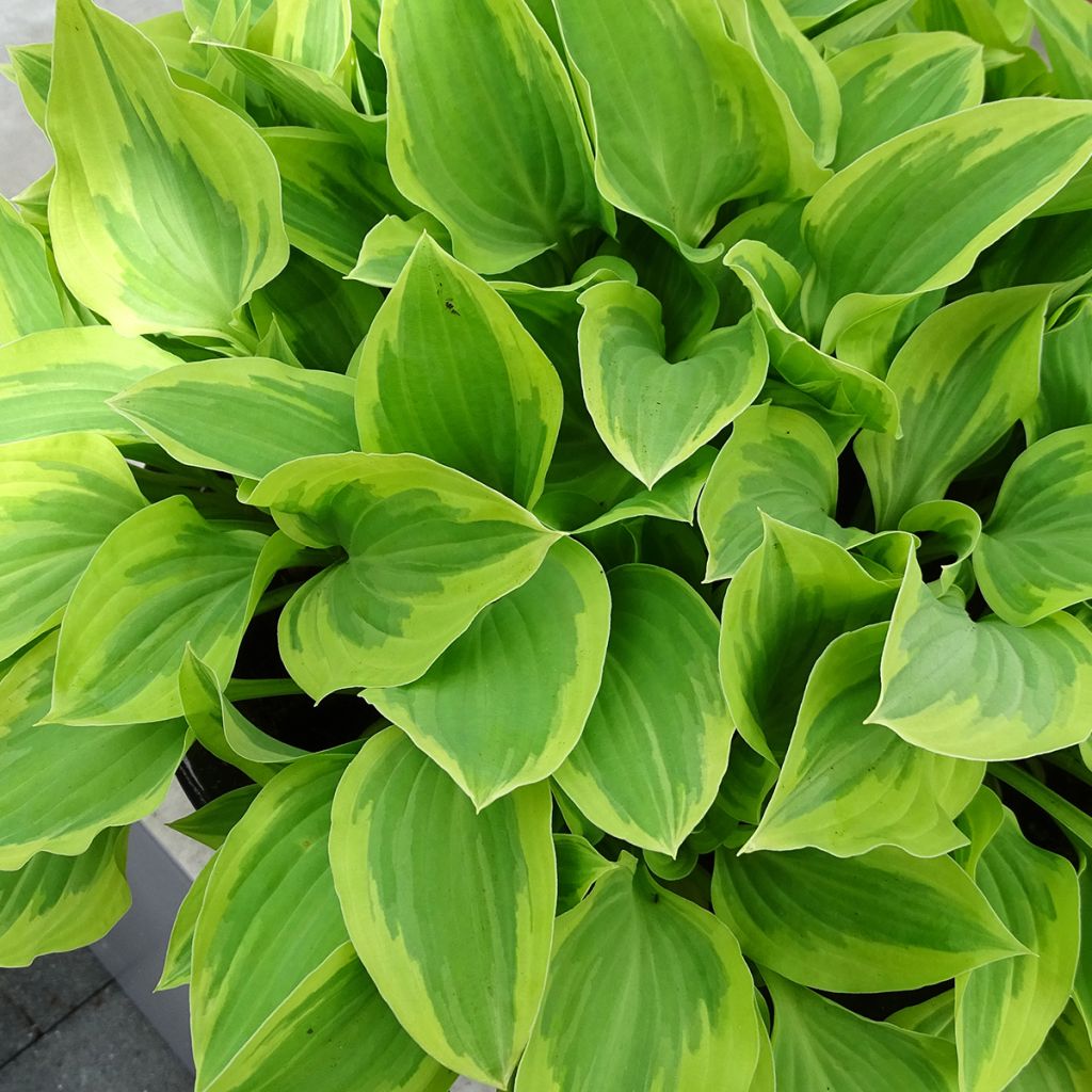 Hosta Pilgrim