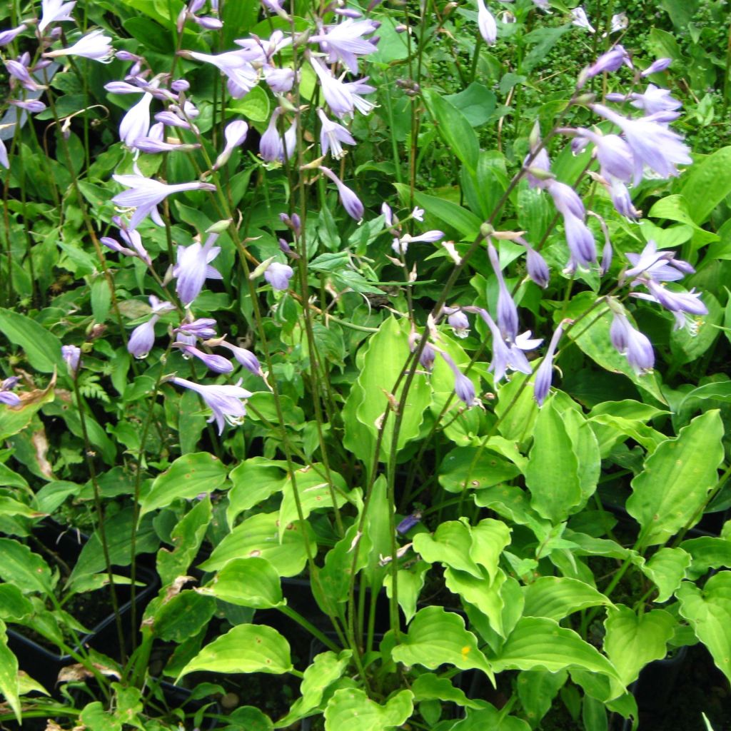 Hosta Purple Dwarf