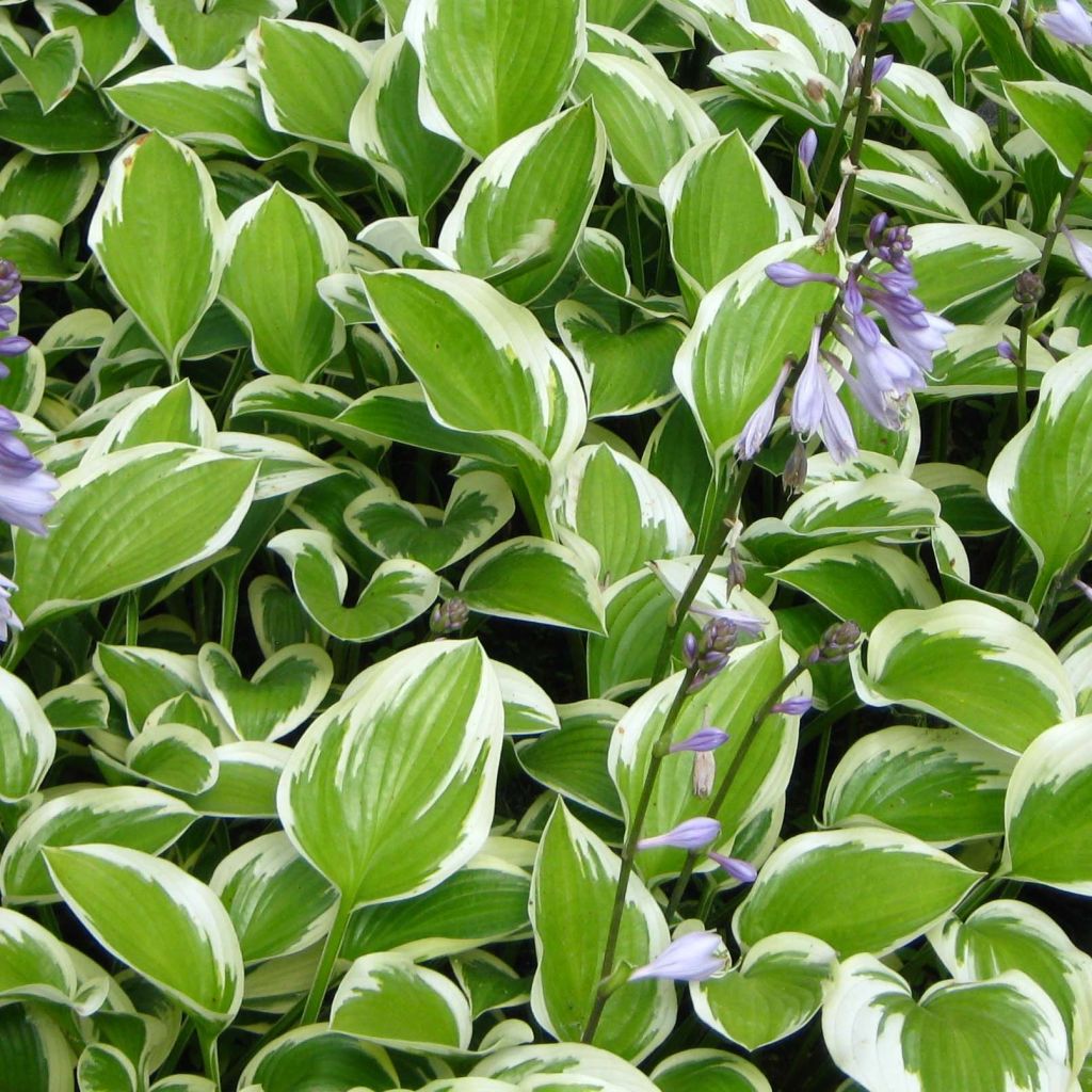 Hosta Queen Josephine