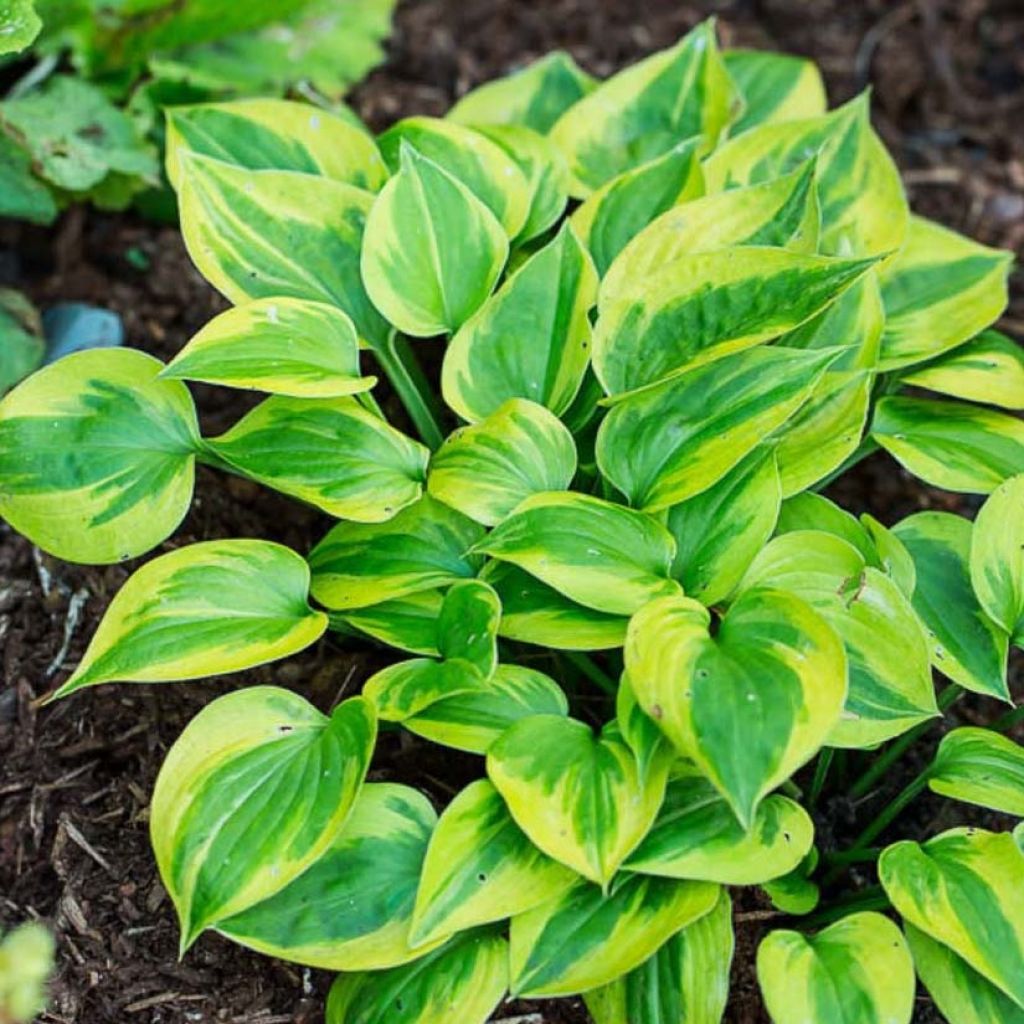 Hosta Radiant Edger