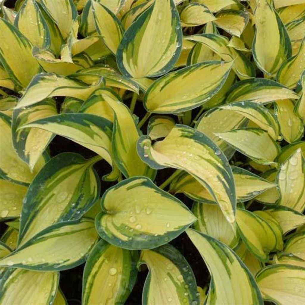 Hosta Remember Me