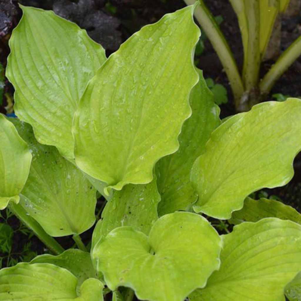 Hosta Ruffed Up