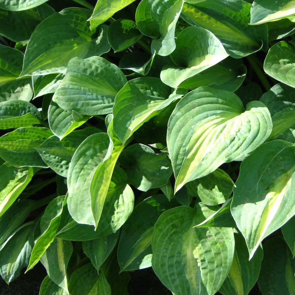 Hosta Striptease