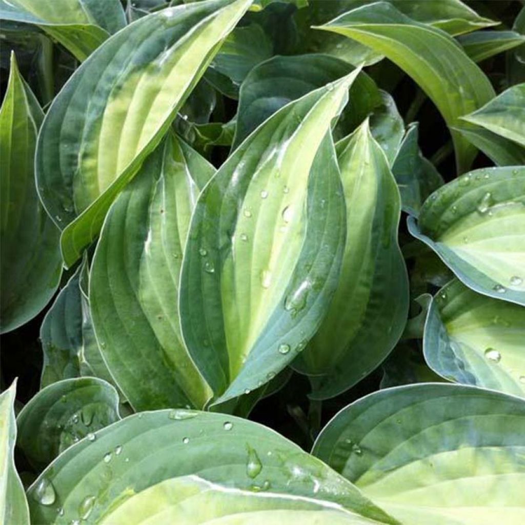 Hosta Striptease