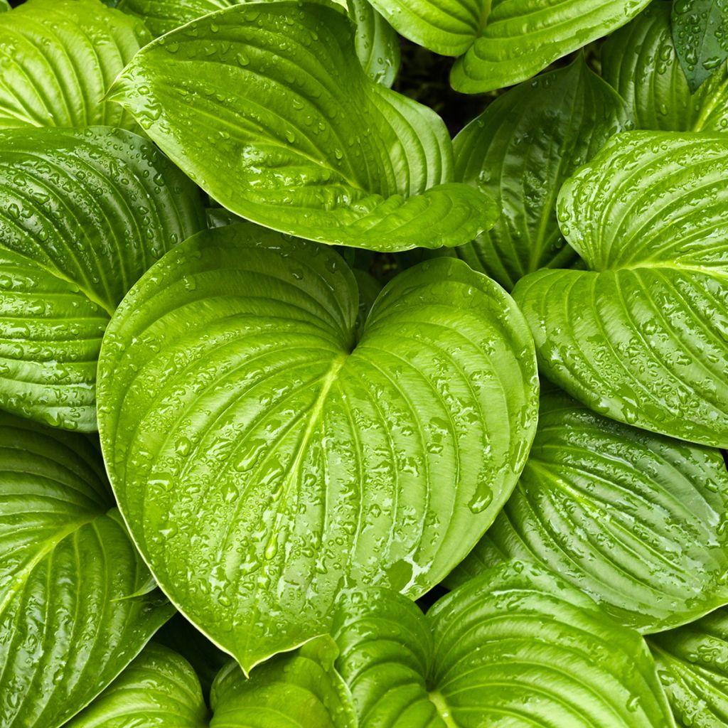 Hosta UFO