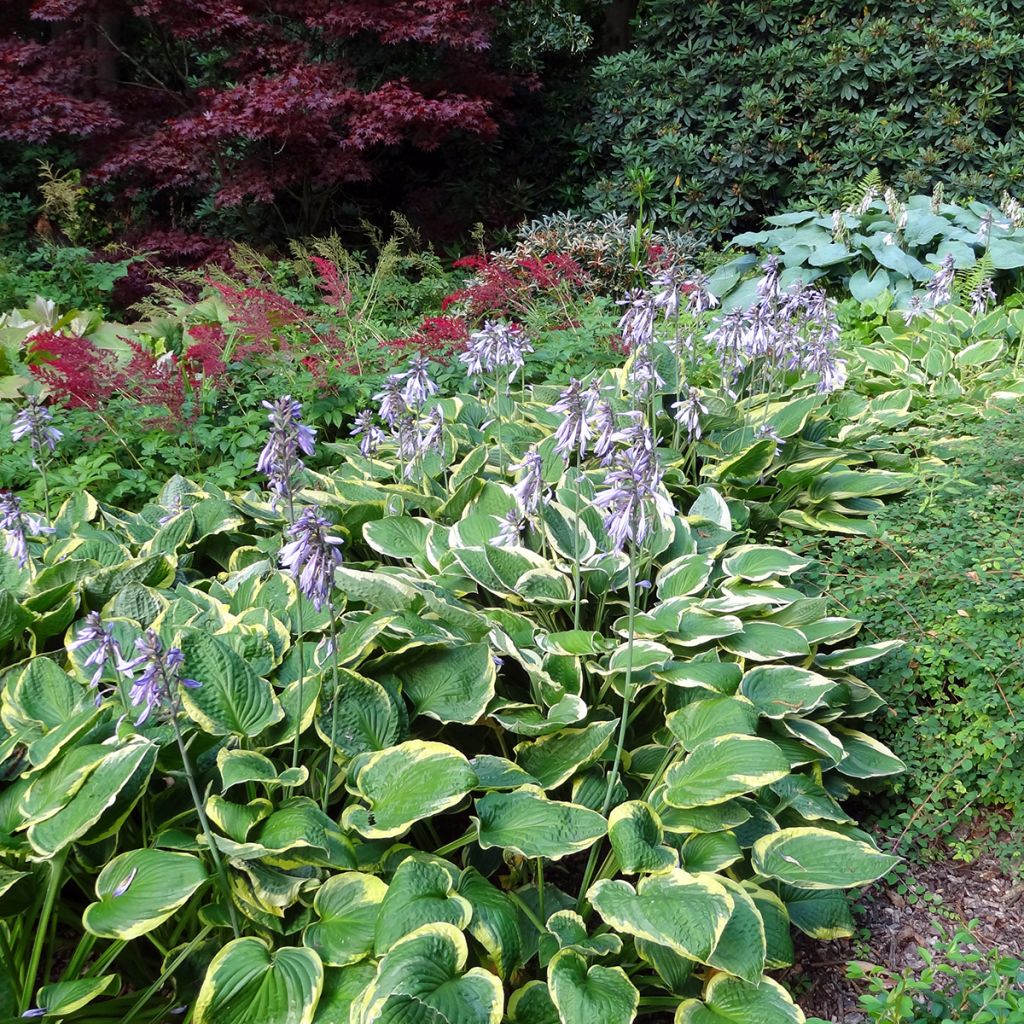 Hosta Wide Brim