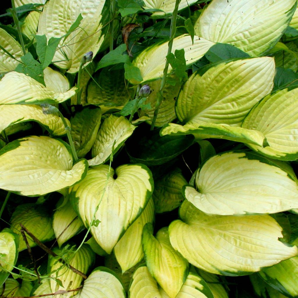 Hosta fortunei Gold Standard