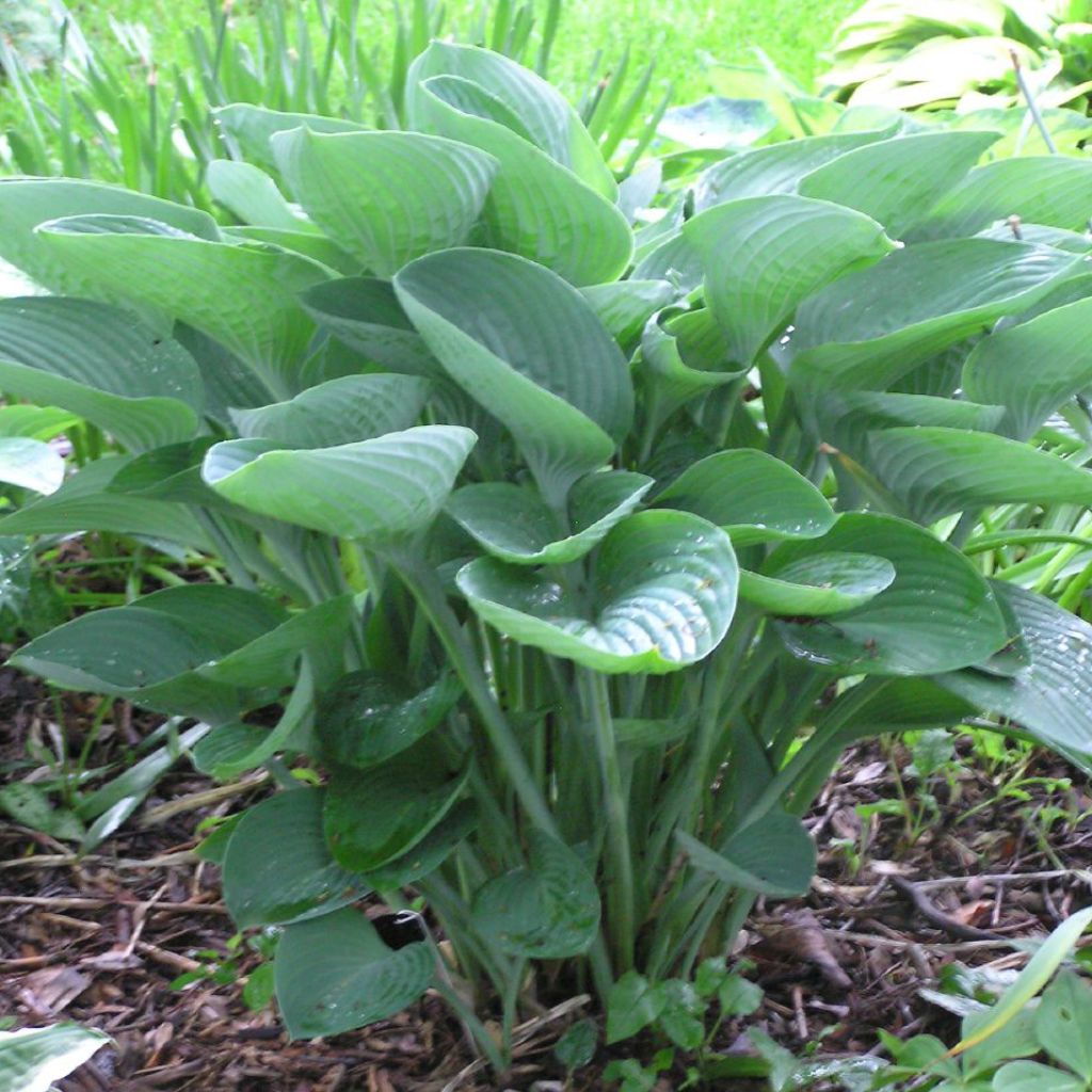 Hosta nigrescens