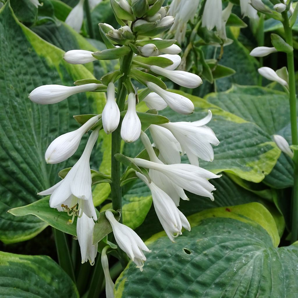 Hosta sieboldiana Frances Williams