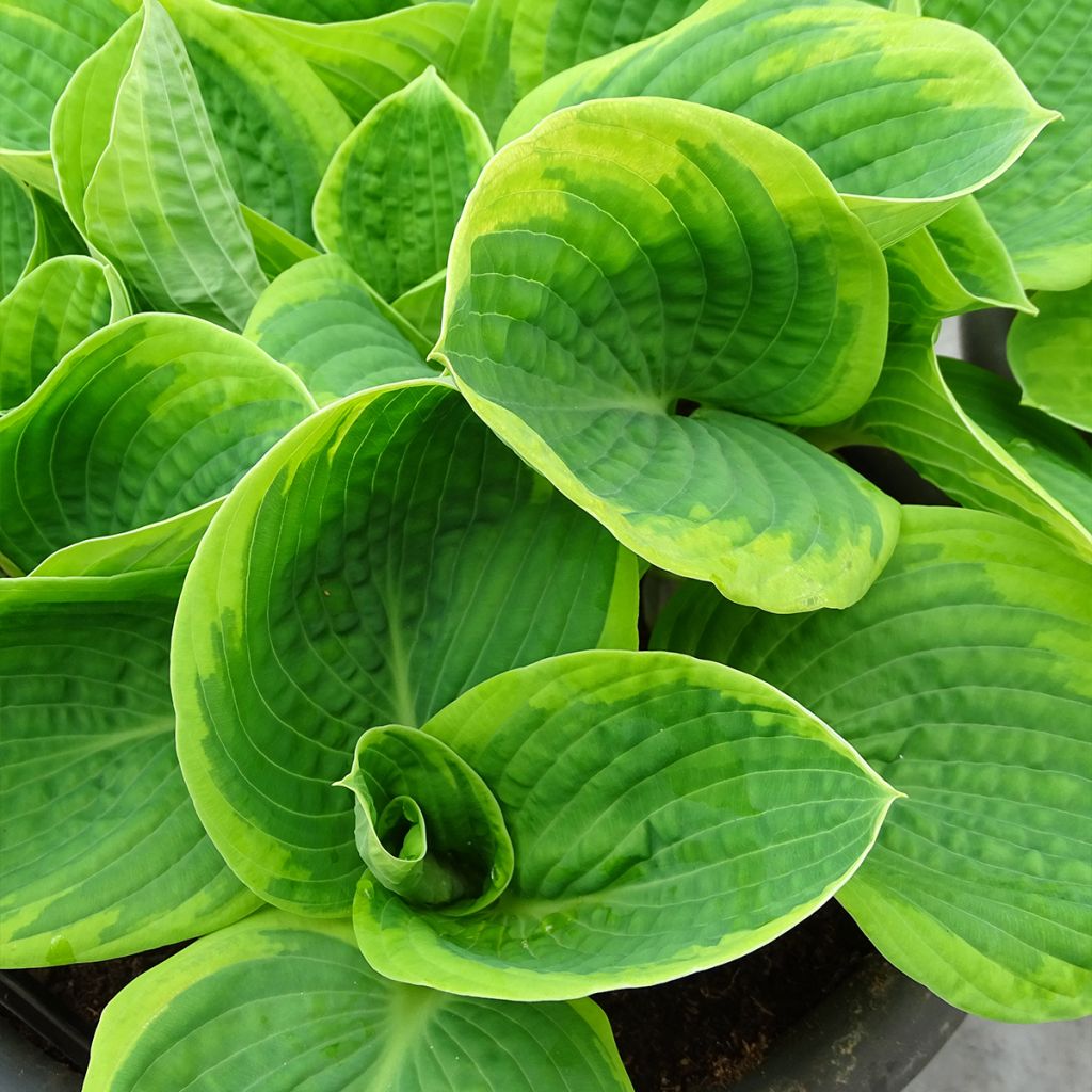 Hosta sieboldiana Frances williams