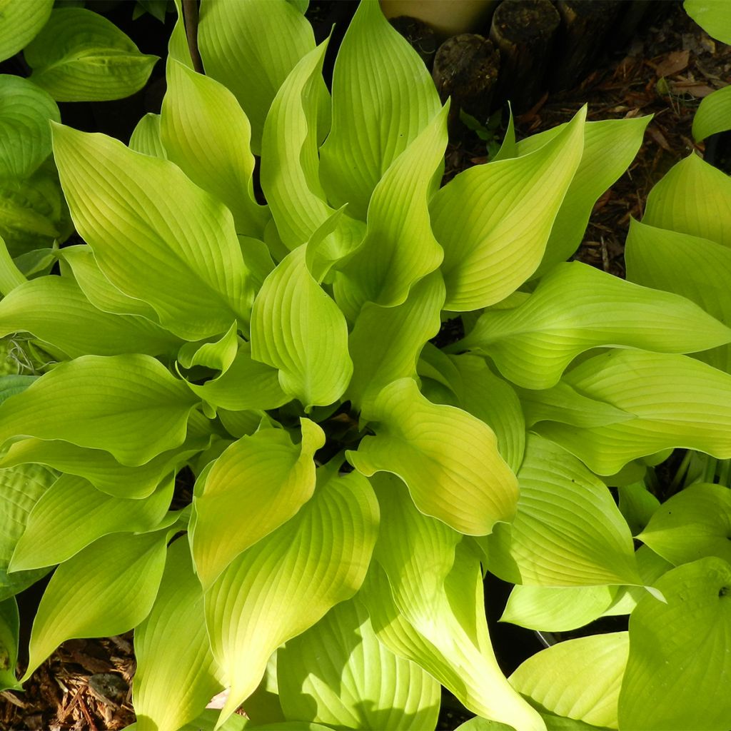 Hosta sun power