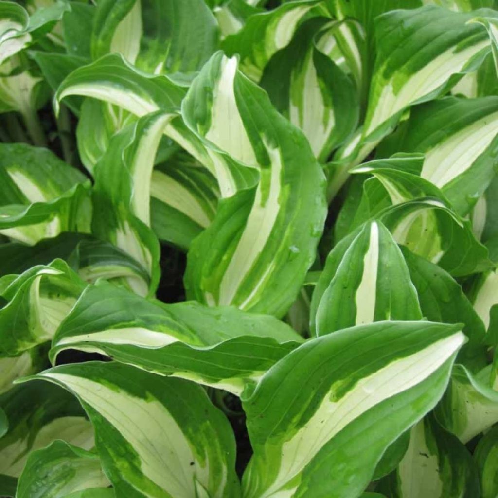 Hosta undulata Mediovariegata