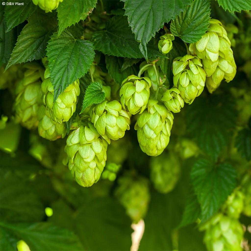 Houblon HOPS (Humulus) - Véritable houblon de brassage