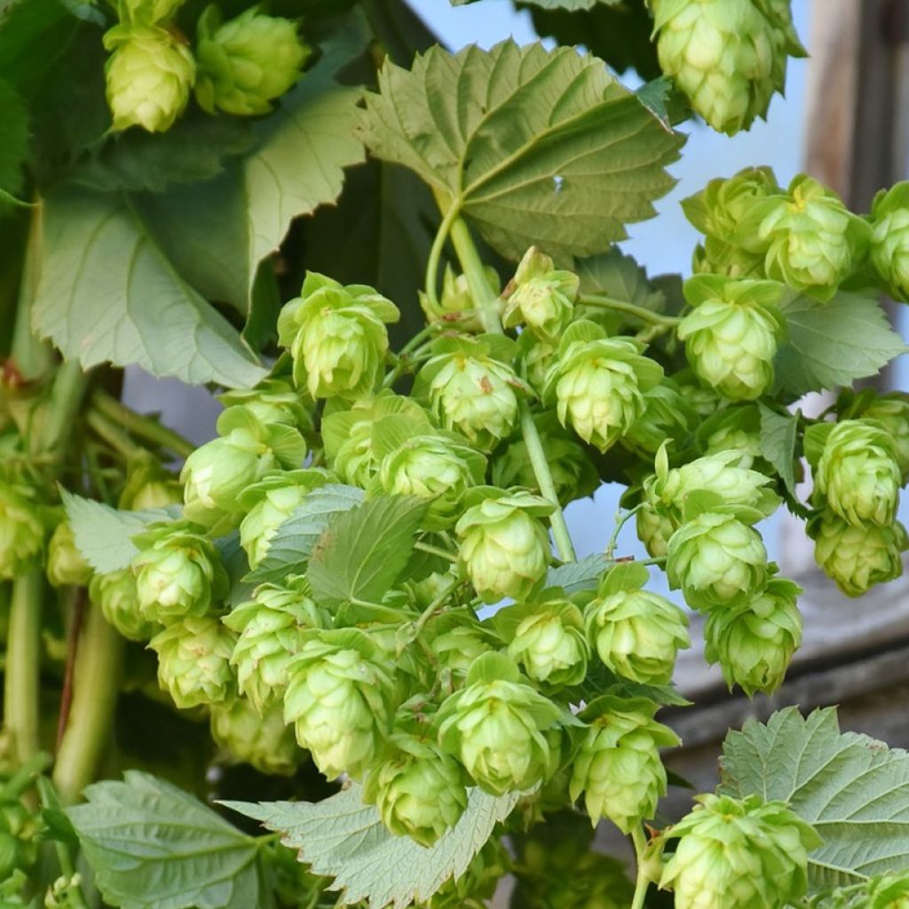 Luppolo Hallertauer Tradition - Humulus lupulus