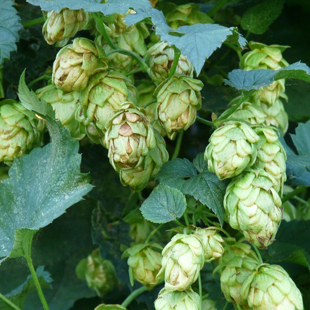 Luppolo Hallertauer Tradition - Humulus lupulus