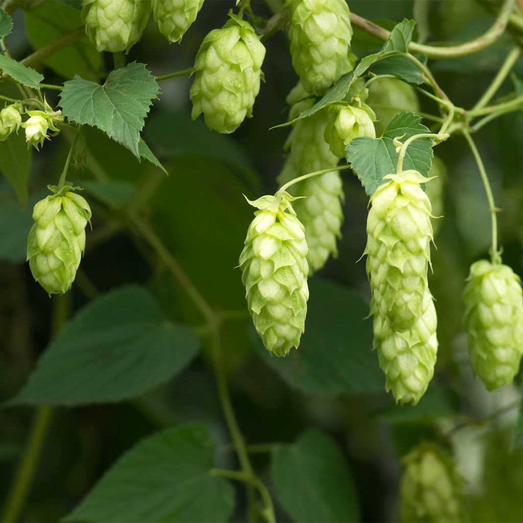 Houblon Jupiter - Humulus lupulus 