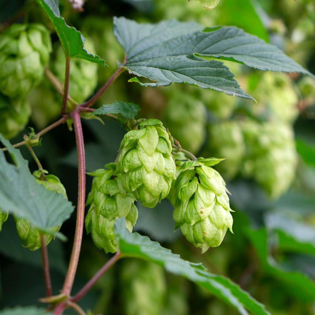 Luppolo Pure - Humulus lupulus