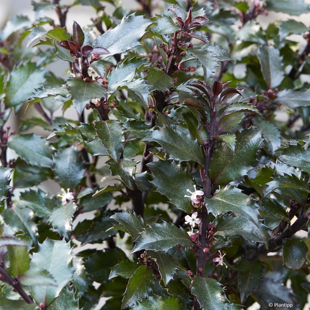 Houx - Ilex meserveae Gentle ('Annys Dwarf')