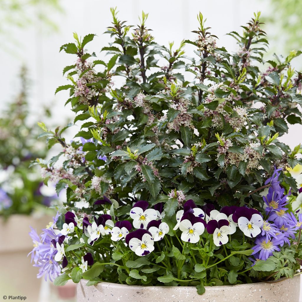 Houx - Ilex meserveae Gentle ('Annys Dwarf')