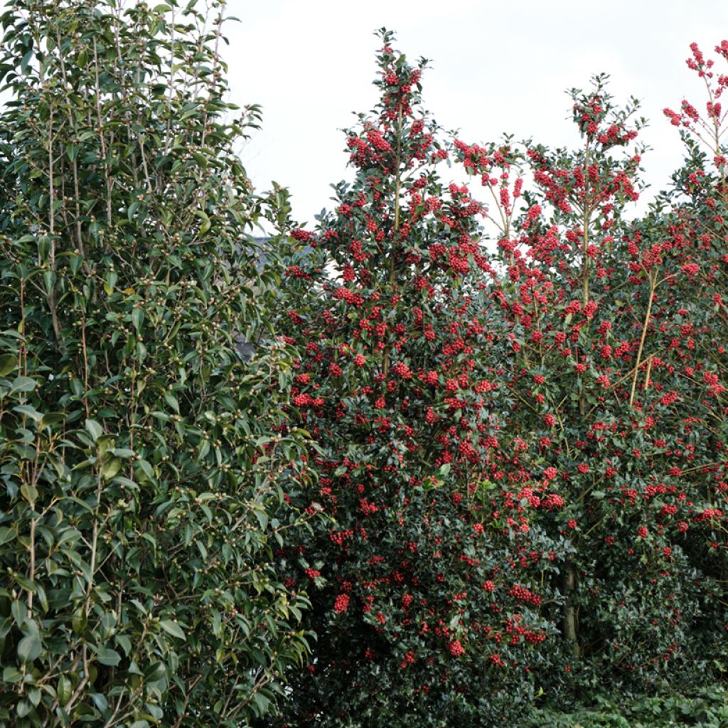 Ilex meserveae Magical Amoro Rosso - Agrifoglio