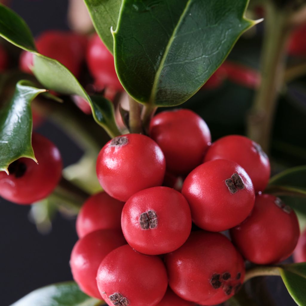 Ilex meserveae Magical Amoro Rosso - Agrifoglio