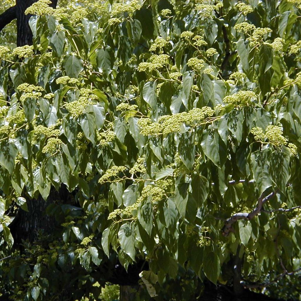 Hovenia dulcis - Albero dell'uva passa