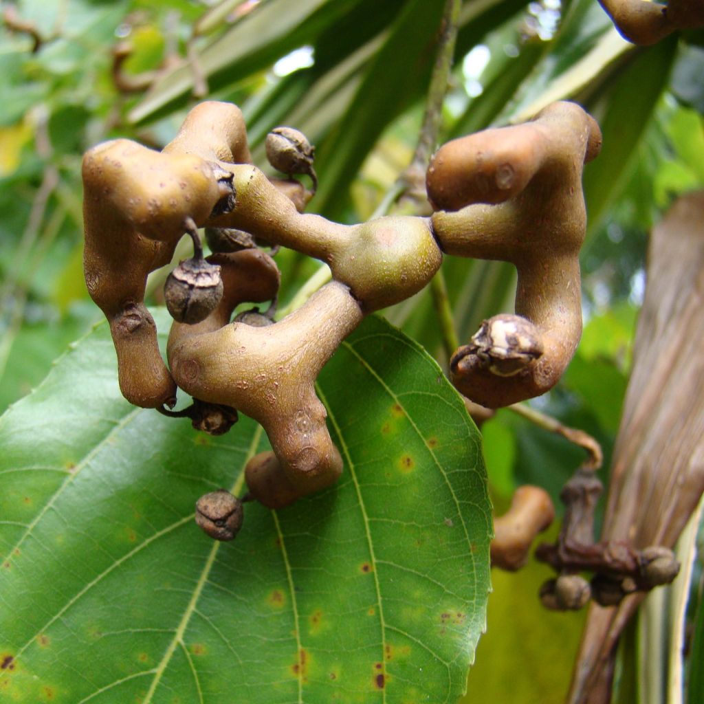 Hovenia dulcis - Albero dell'uva passa