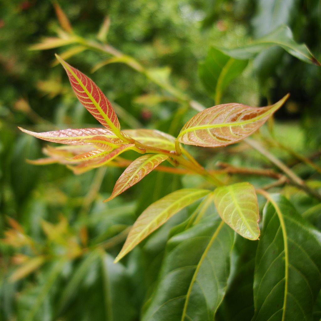 Huodendron biaristatum